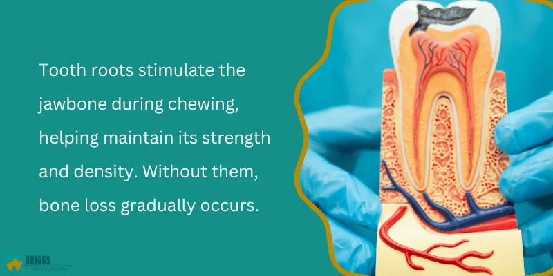 The Role of Tooth Roots in Jawbone Health